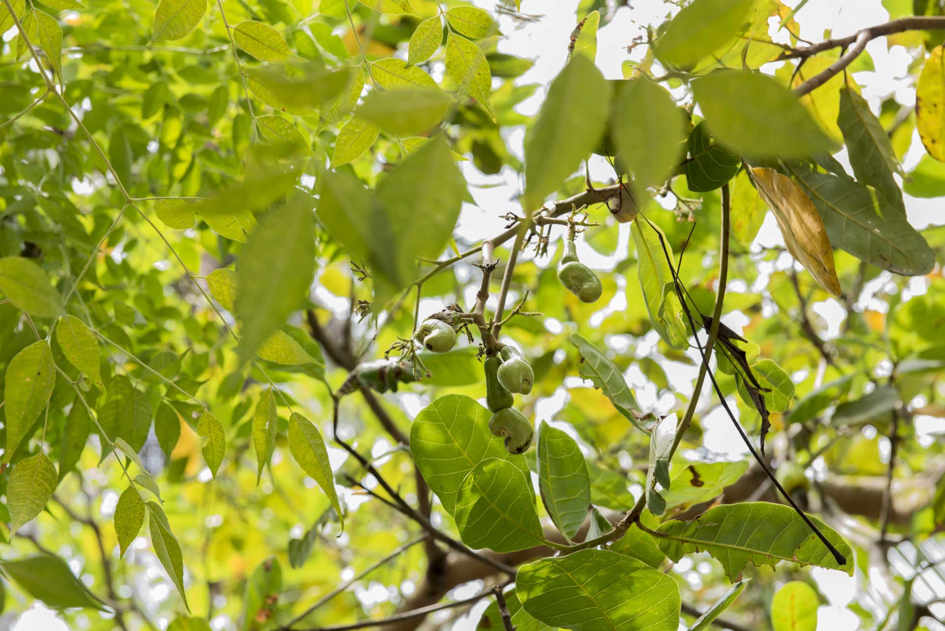 Naturheilpraxis Daniela Nussbaumer - IHRE NATURHEILPRAKTIKERIN IN SOLOTHURN